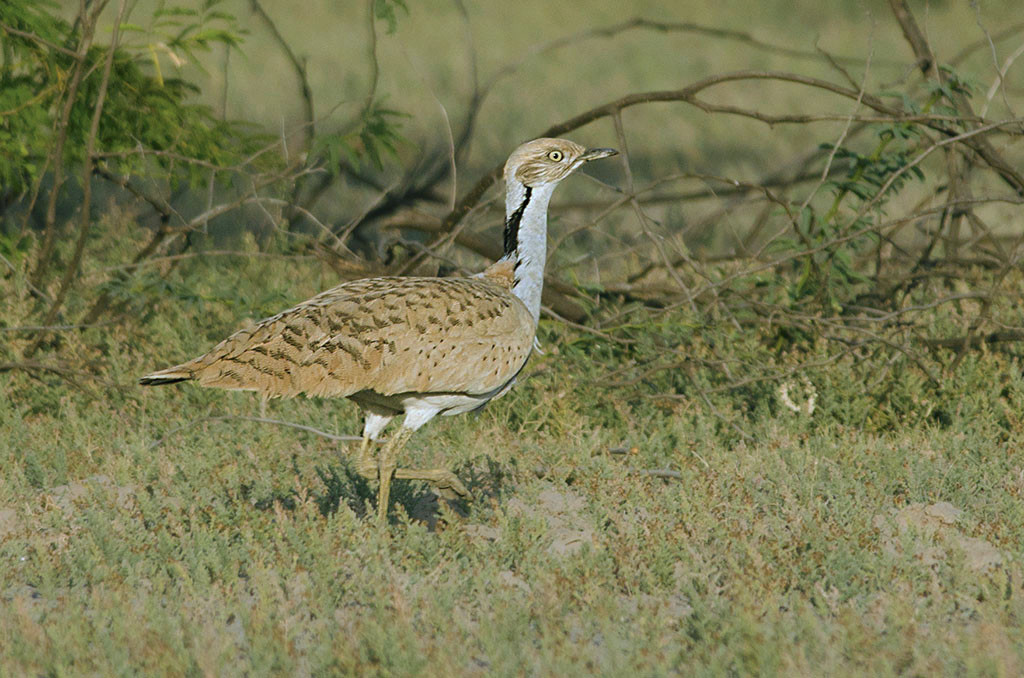 image Macqueen's Bustard